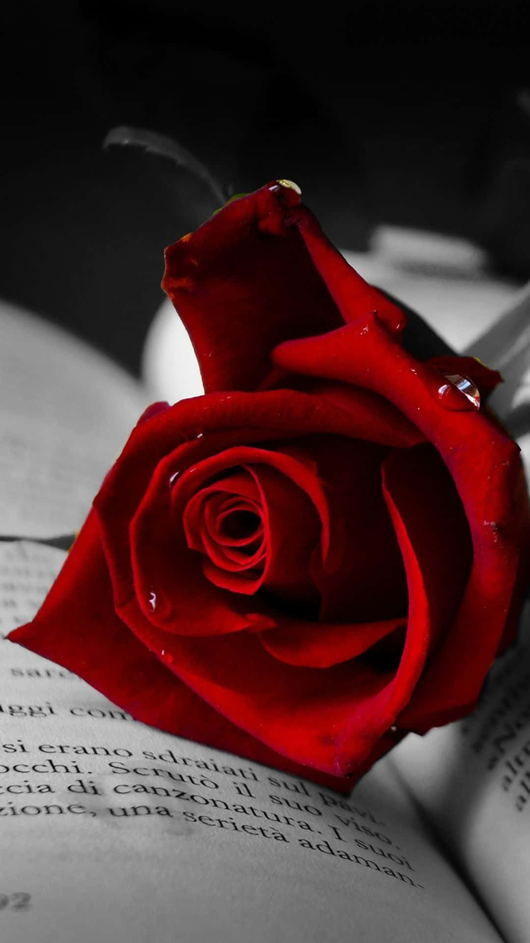 Portrait Red Roses For Iphone X Roses Background
