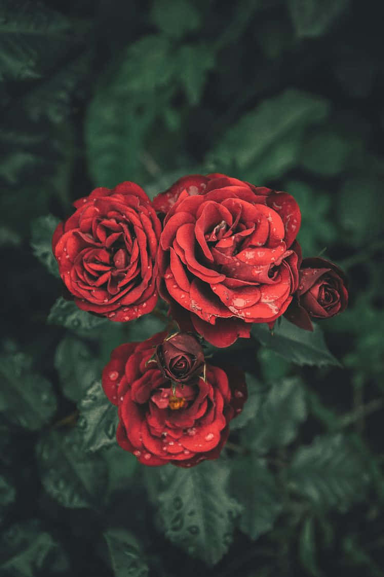 Dark Roses Effect Themed Iphone X Roses Background
