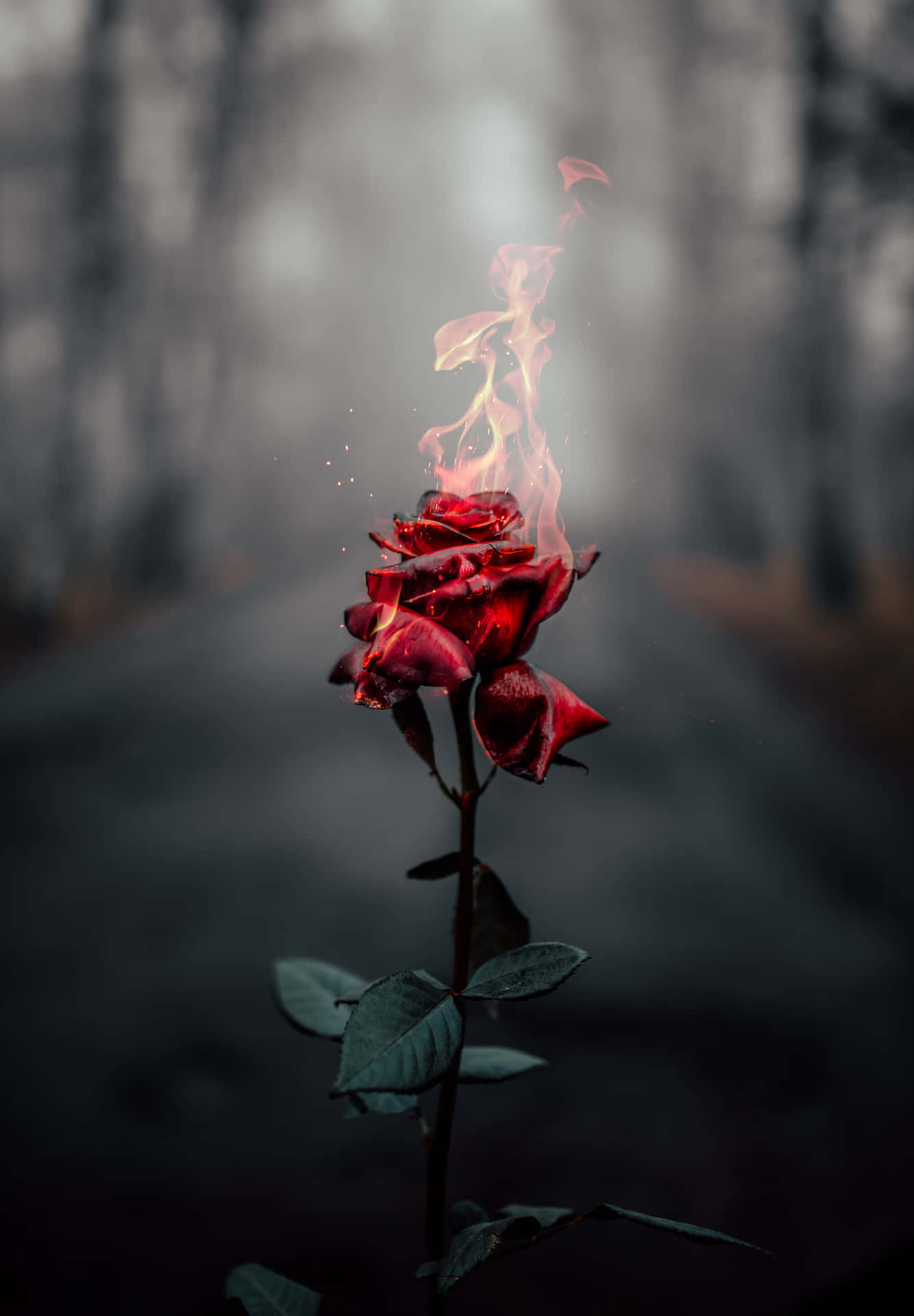 Dark Theme Iphone X Flame Roses Background