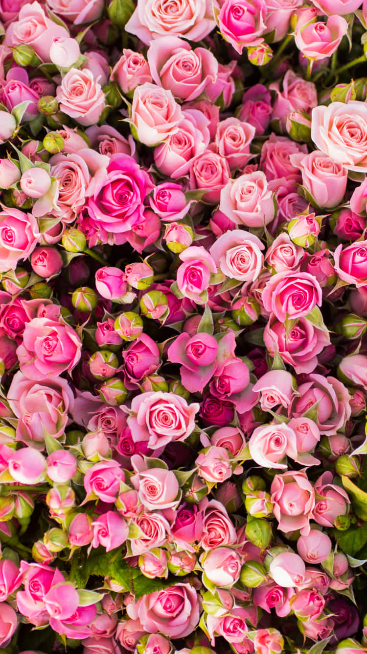 Different Shade Of Pink Iphone X Roses Background
