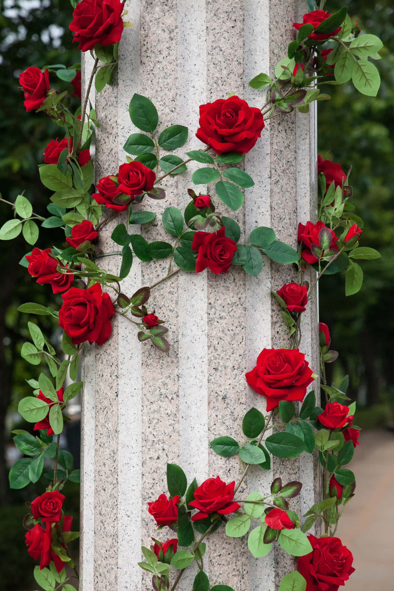 Roses On Column Iphone X Roses Background