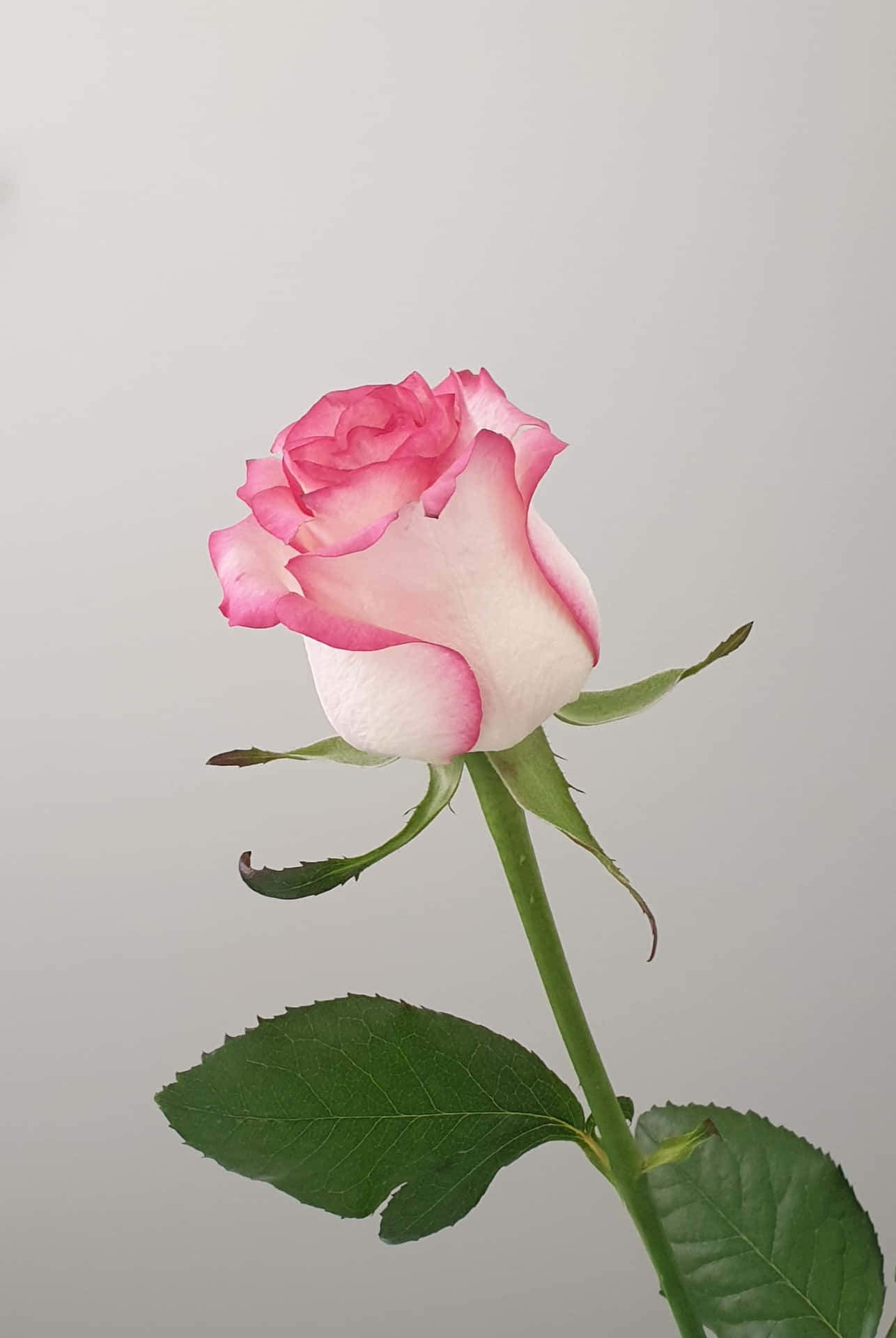 Pink Iphone X Roses Gray Background