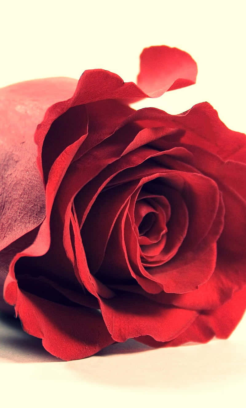 Focused Red Theme Iphone X Roses Background