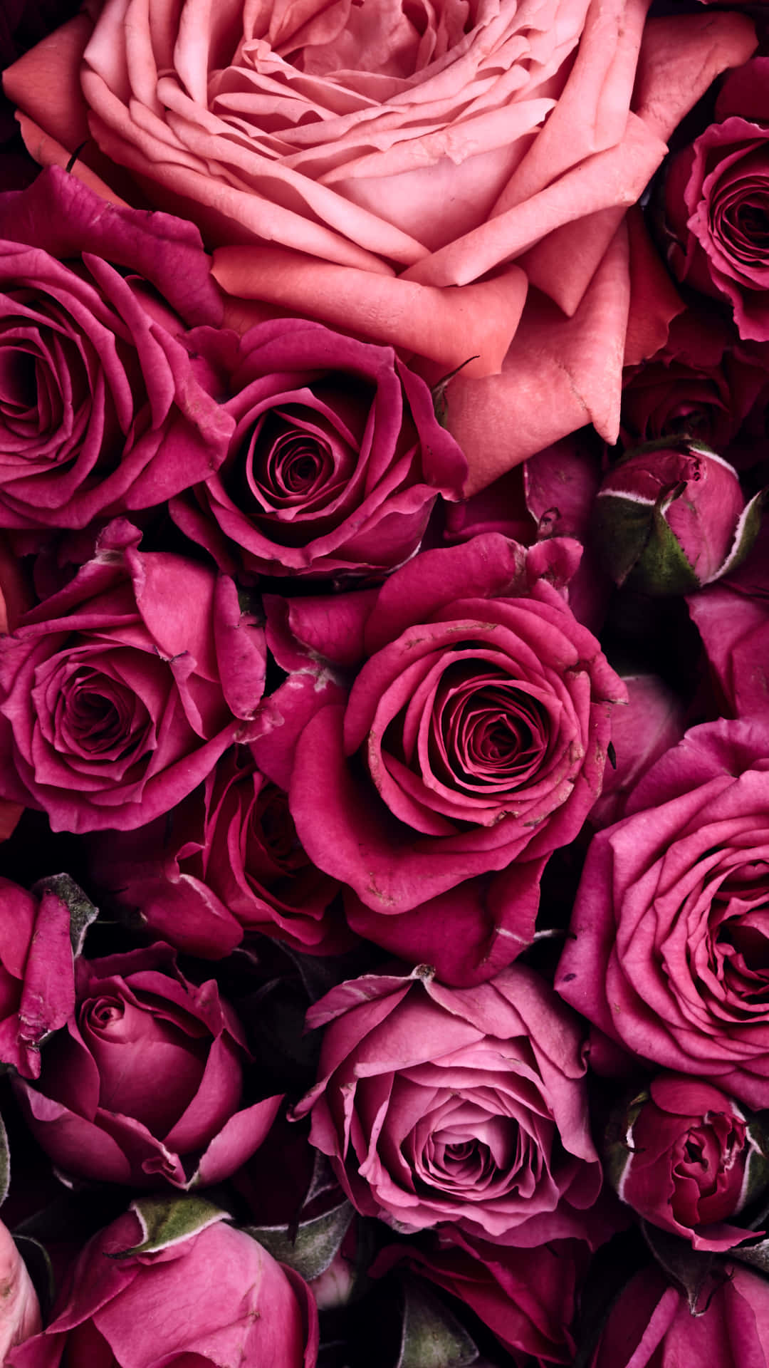 Bunck Of Pink Flowers Iphone X Roses Background