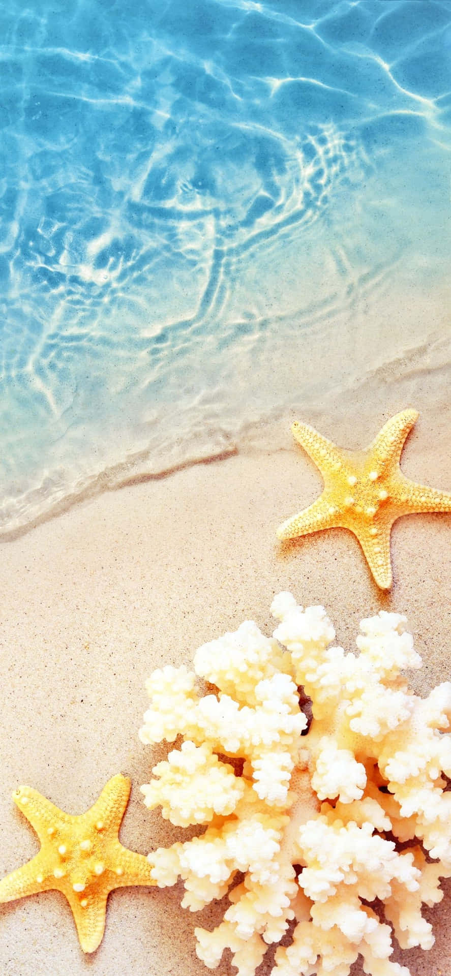 Starfishes And Coral iPhone X Summer Background