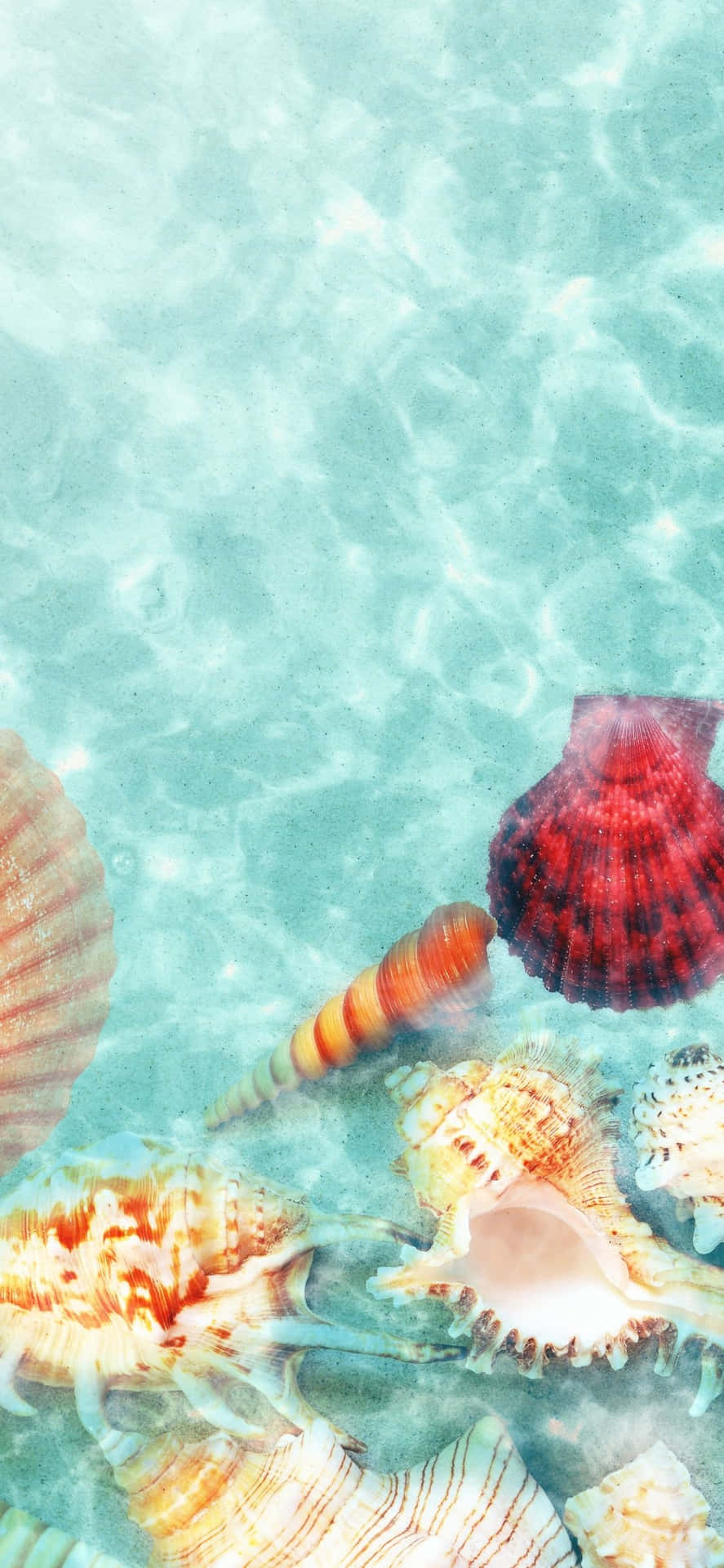 Seashells Submerged In Water iPhone X Summer Background
