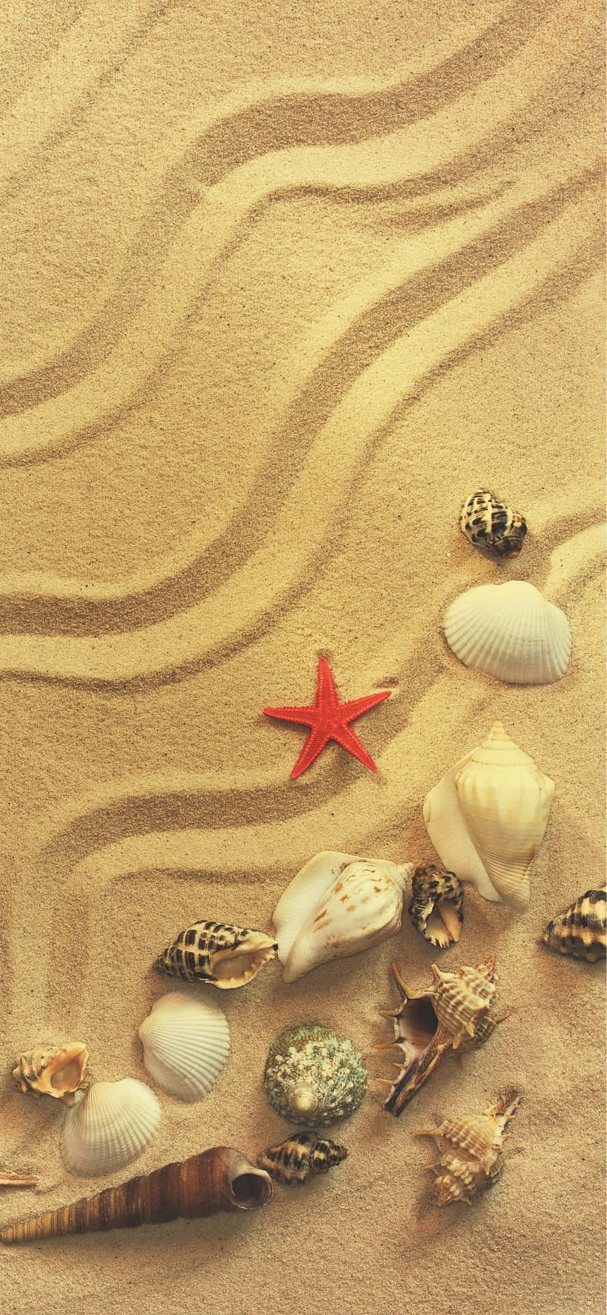 Conches And Seashells iPhone X Summer Background
