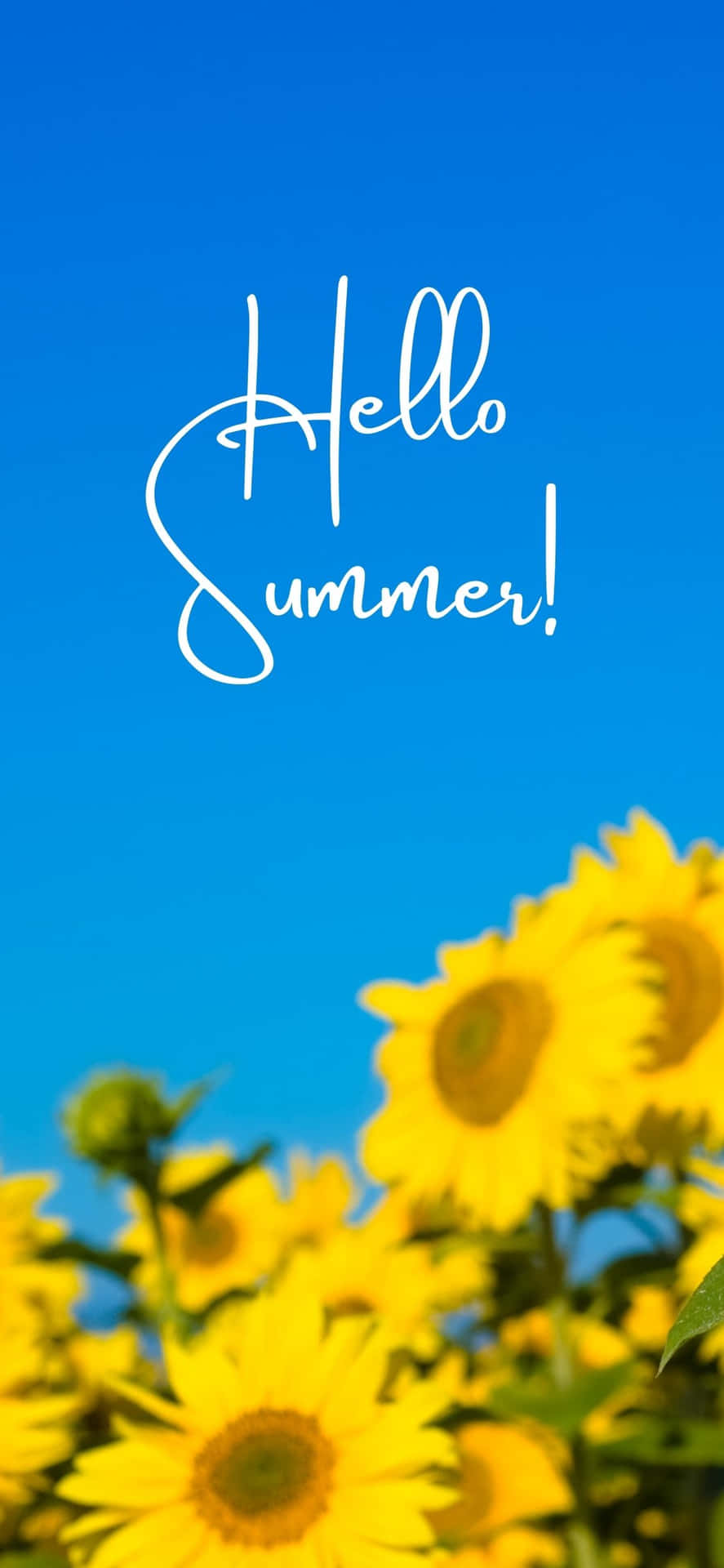 Sunflowers iPhone X Summer Background