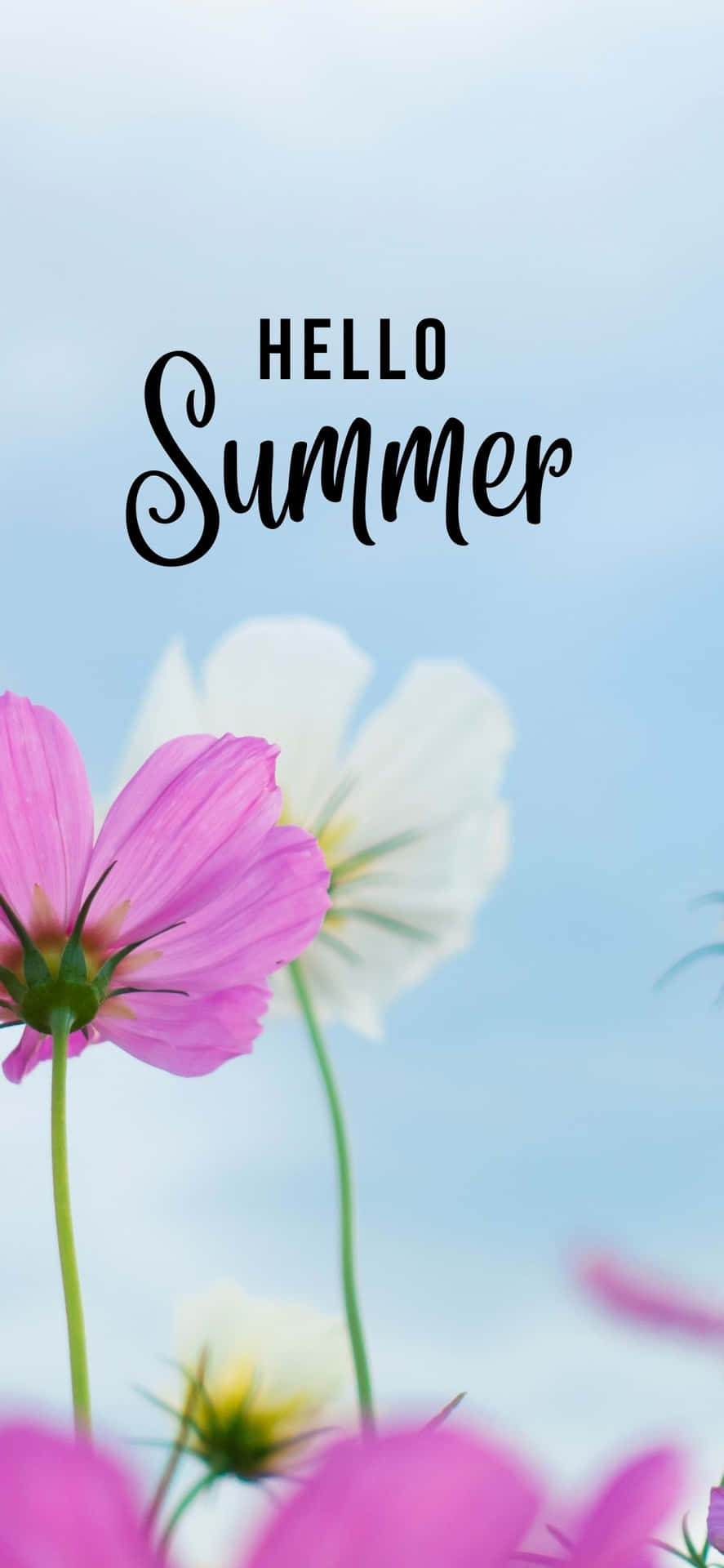 Pink And White Flowers iPhone X Summer Background