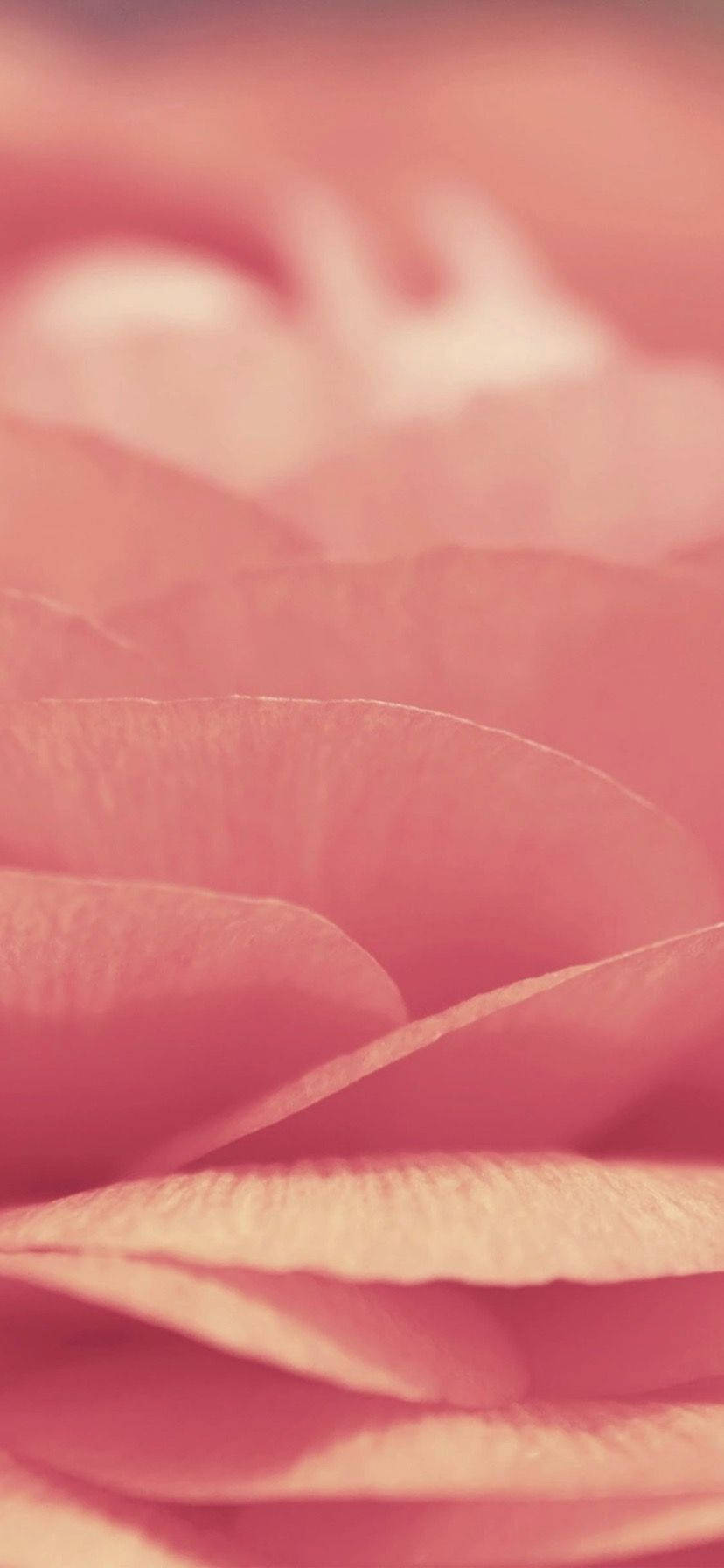 Delicate Pink Petals on the iPhone XR Wallpaper