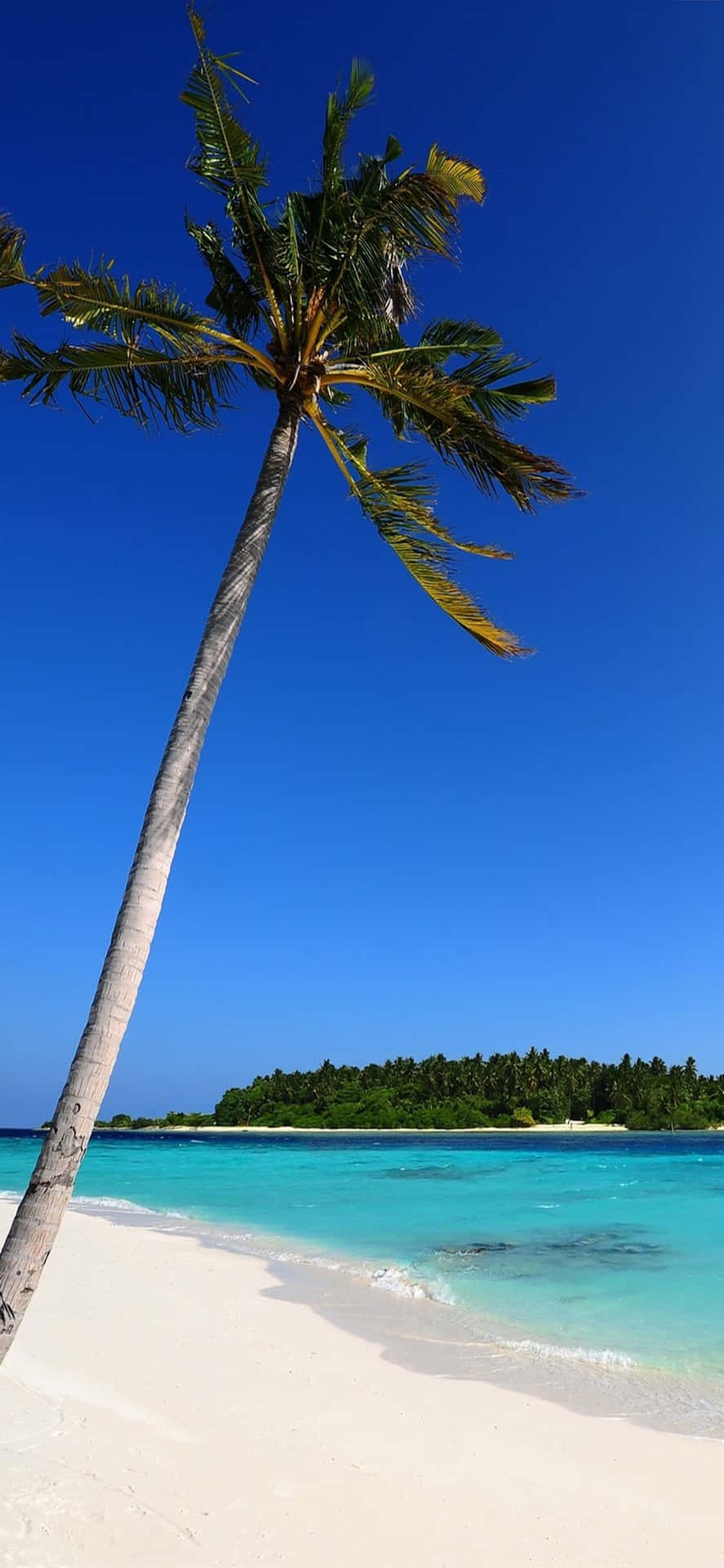 iPhone XS Lone Palm Tree Beach Background