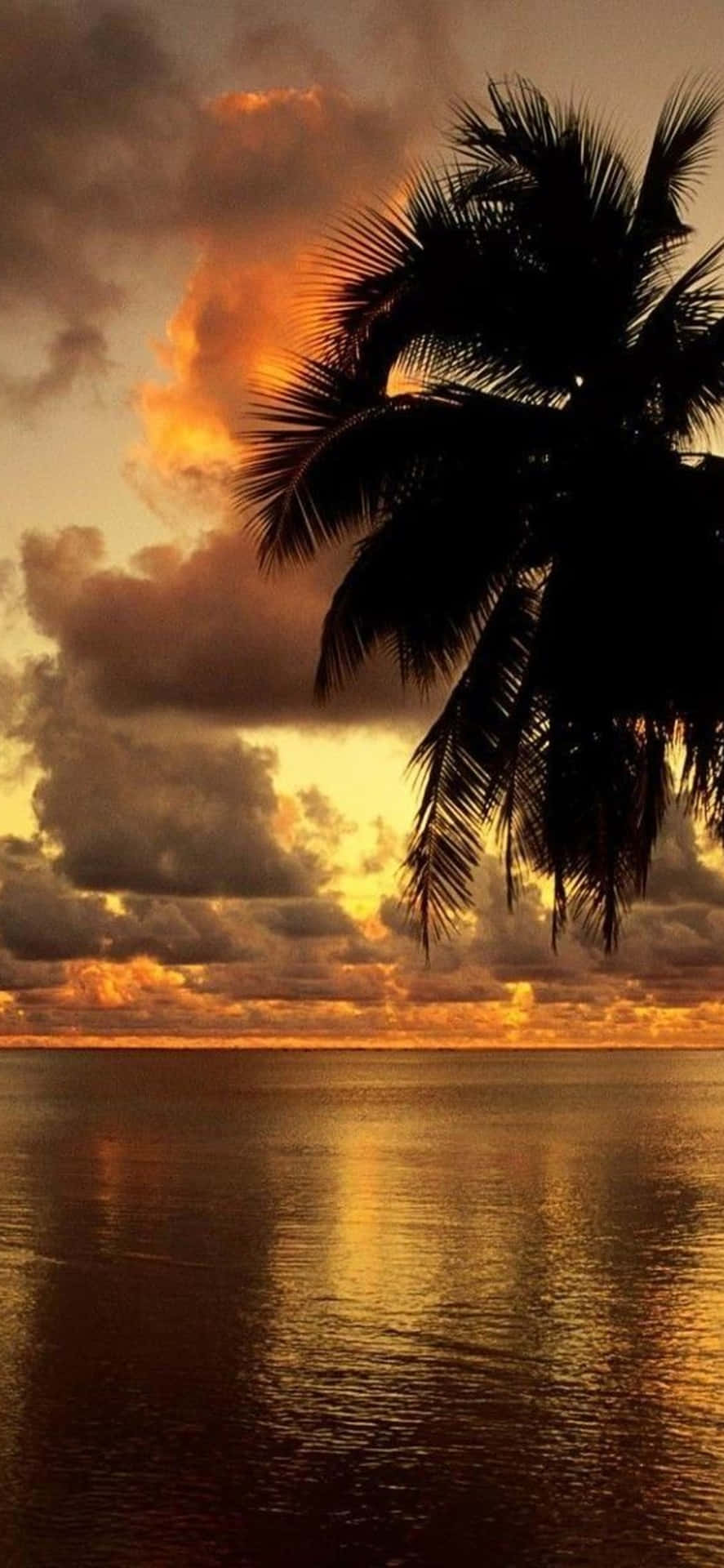 Iphone Xs Desktop Pc Palm Tree Sunset Background