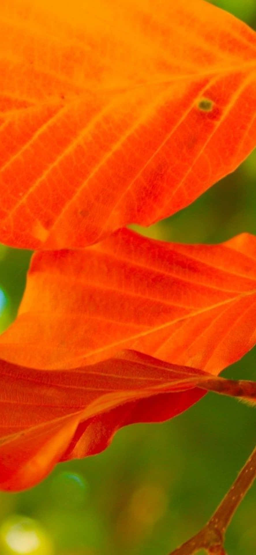 Iphone Xs Desktop Pc Orange Leaves Background