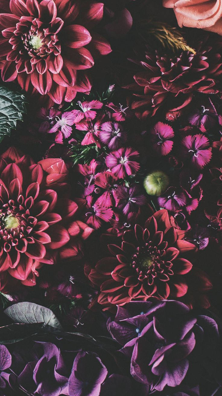 Iphone Xs Flowers Picture