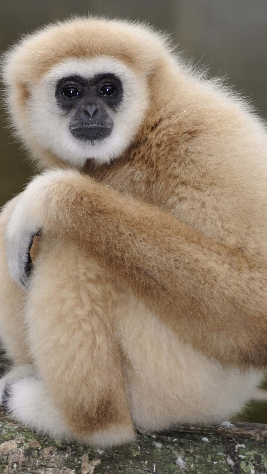 Iphonexs Bakgrundsbild Med En Gibbon Som Tittar Åt Sidan.