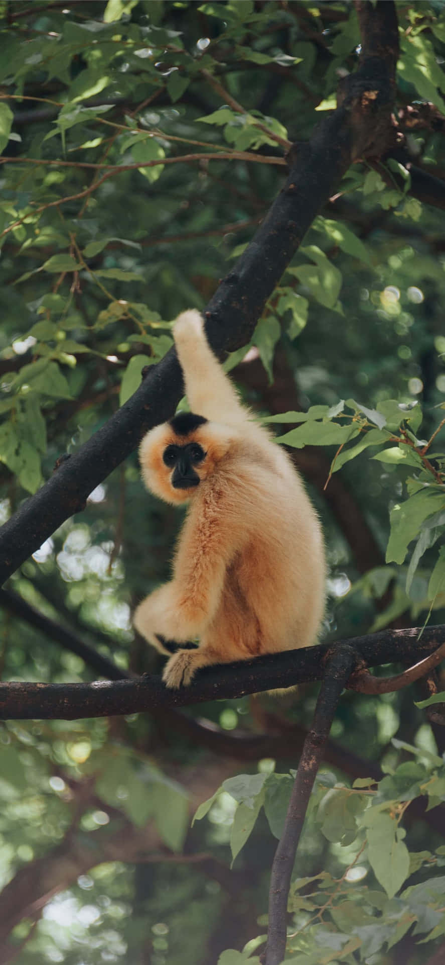 Iphonexs Bakgrund Med Gibbon På Trädet.