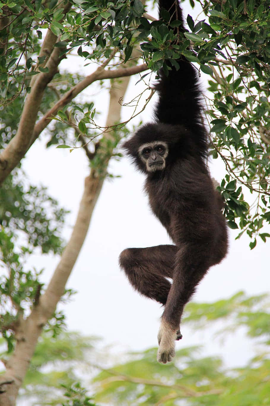 Iphonexs Bakgrundsbild Med En Hängande Gibbon.