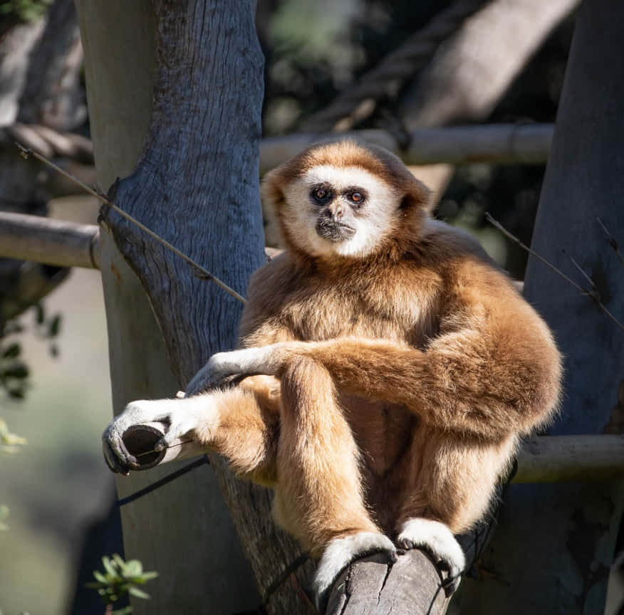 Sfondoper Iphone Xs: Gibbone Sotto La Luce Del Sole.
