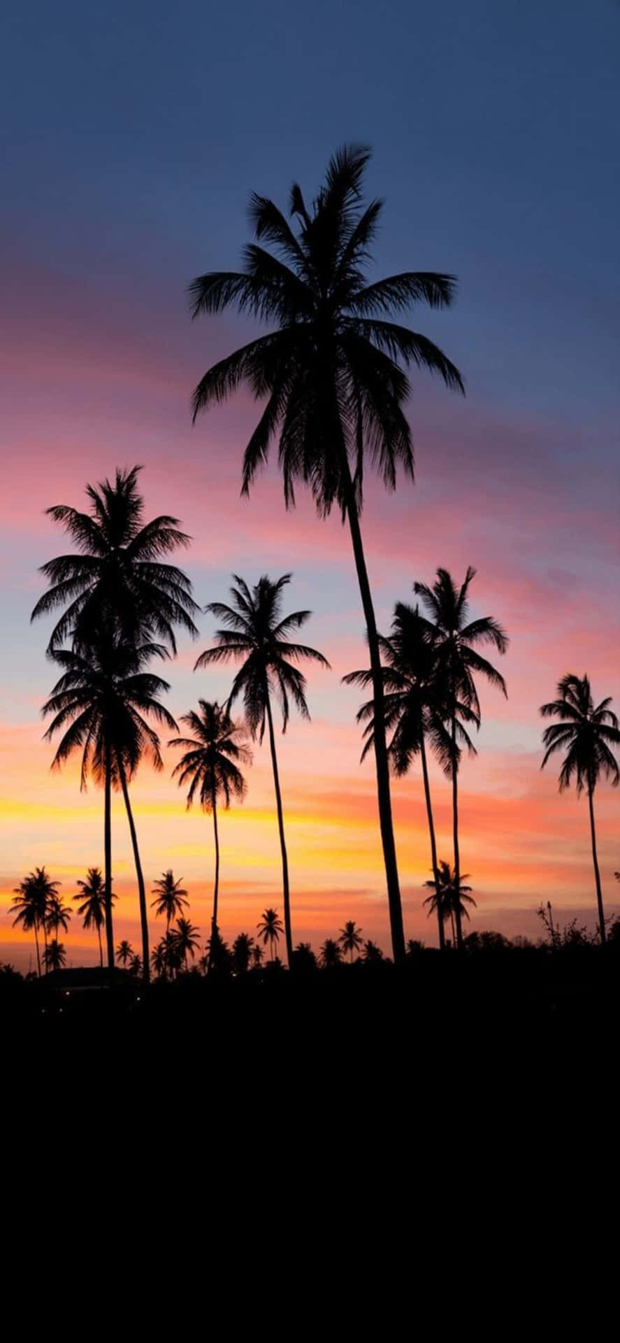 Palm Trees Silhouetted Against A Colorful Sunset