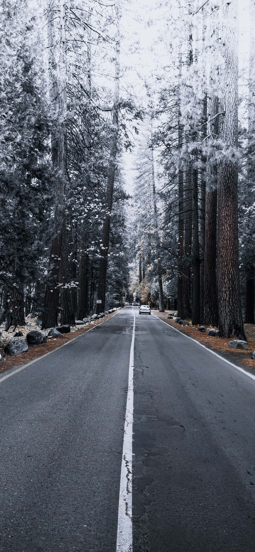 Iphone Xs Max Apple Background Pine Trees Snow