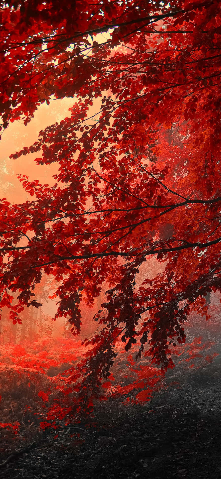 A closeup view of a vibrant autumn background featured on the Iphone Xs Max