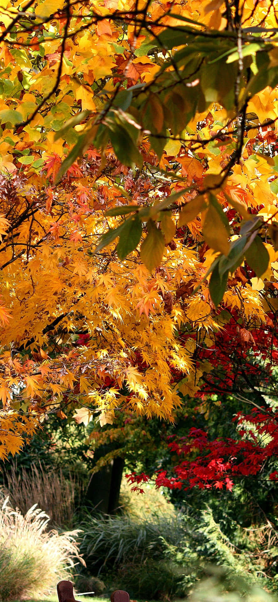 Enjoy Crisp Autumn Color with Iphone Xs Max