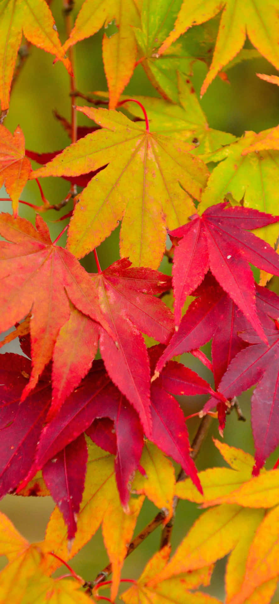 Höstenbringer Vacker Förvandling Av Löv Och Färger Till Naturen.