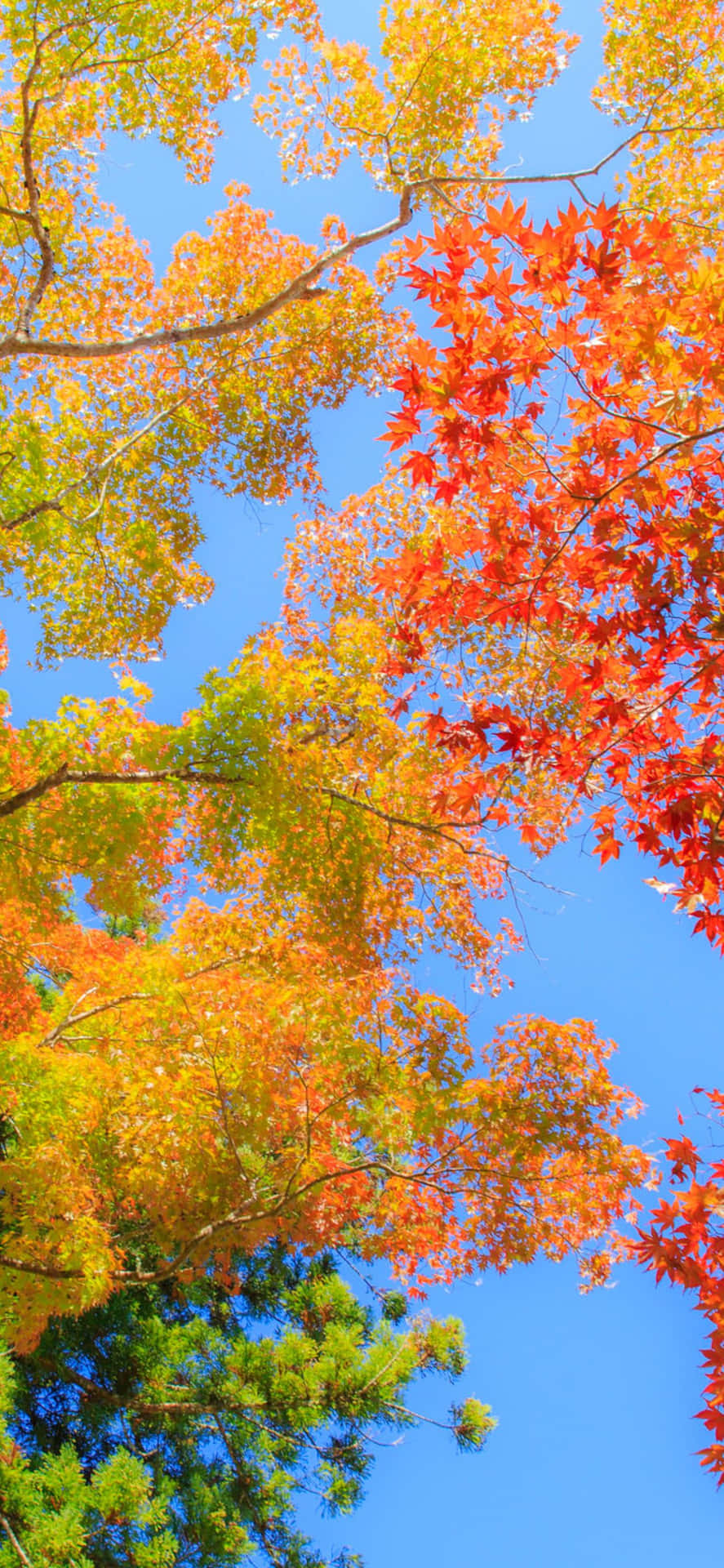 Bright autumn colors paint the iPhone Xs Max background