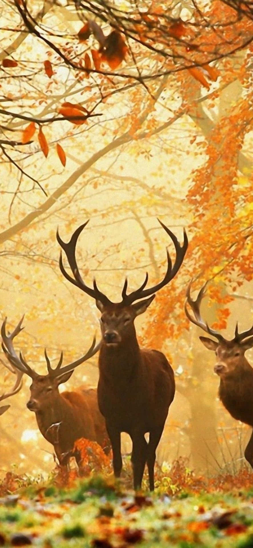 Deer In The Forest With Autumn Leaves