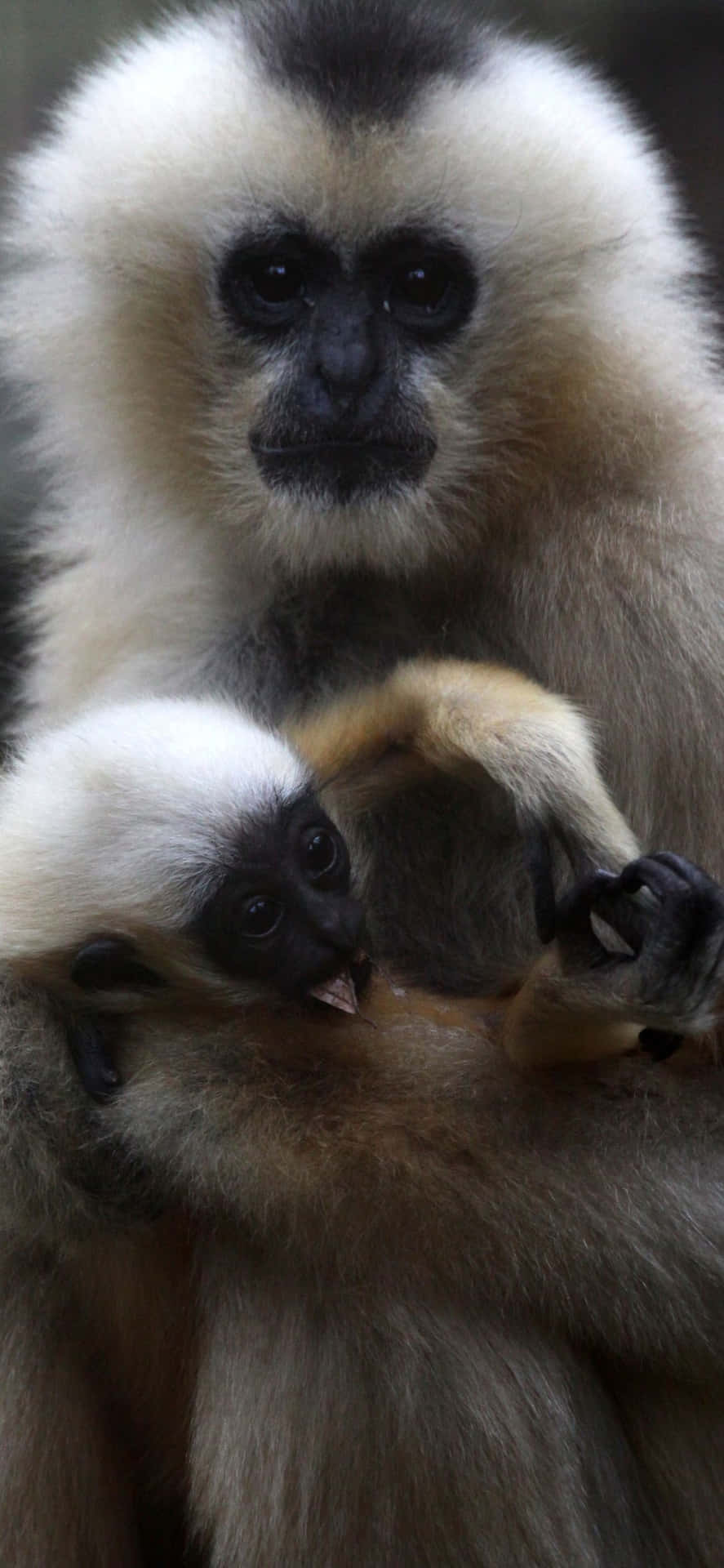A Baby Monkey Is Holding Its Mother