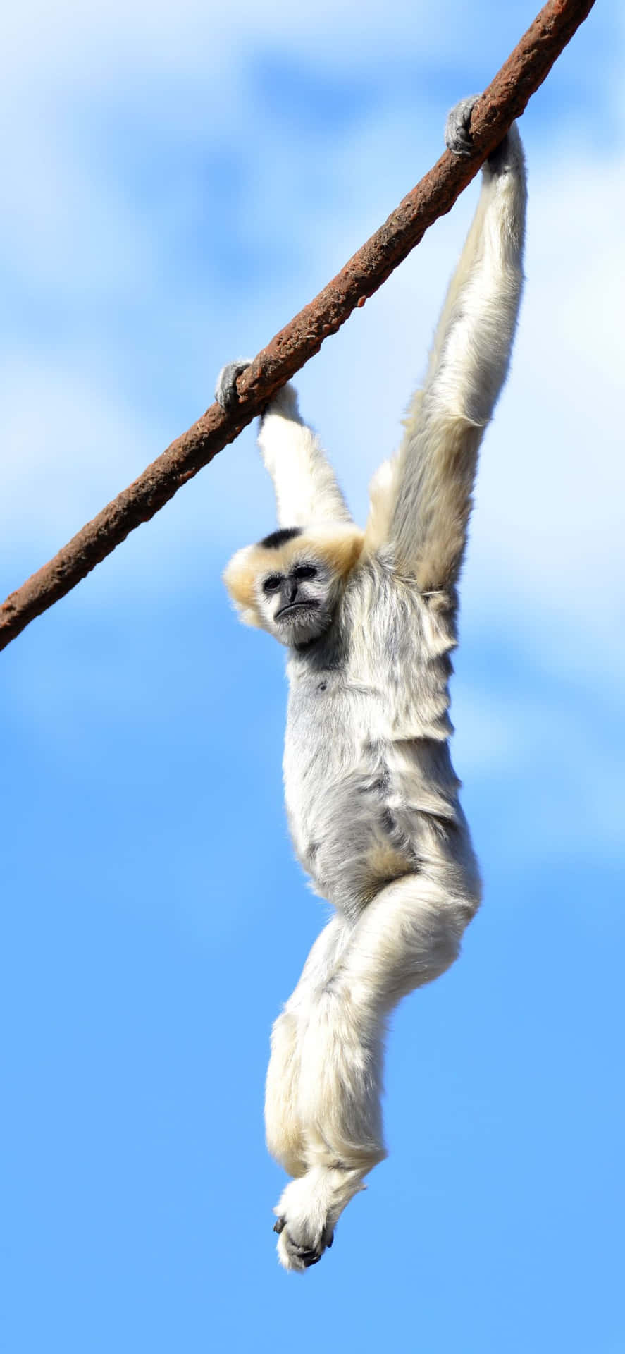 A White Monkey Hanging On A Rope