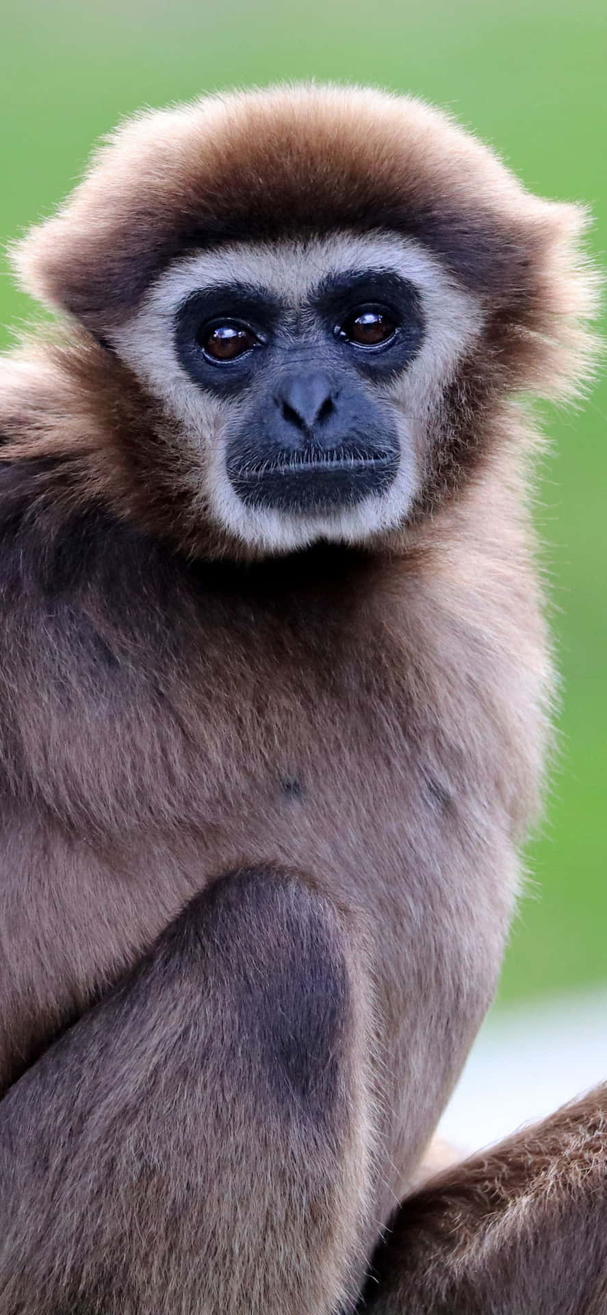 Image  “Fun and Colorful Iphone Xs Max Gibbon Background”