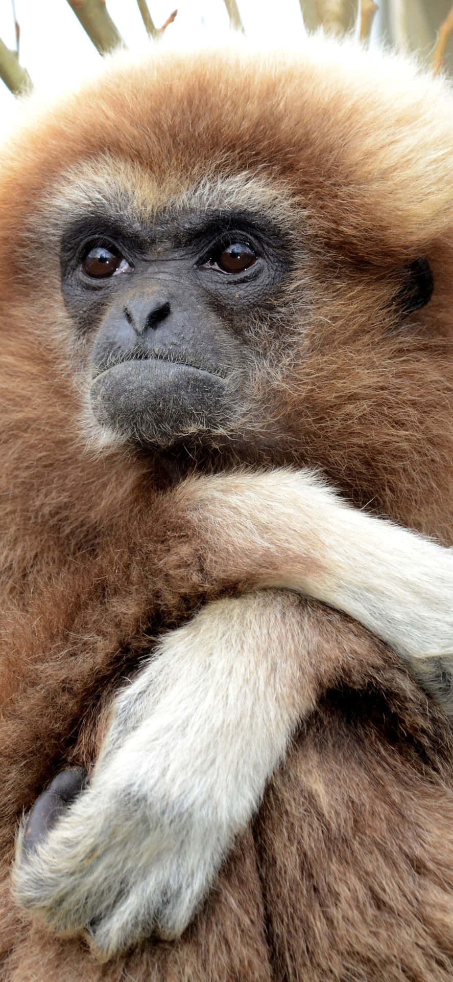 A close-up view of the stunning iPhone XS Max Gibbon