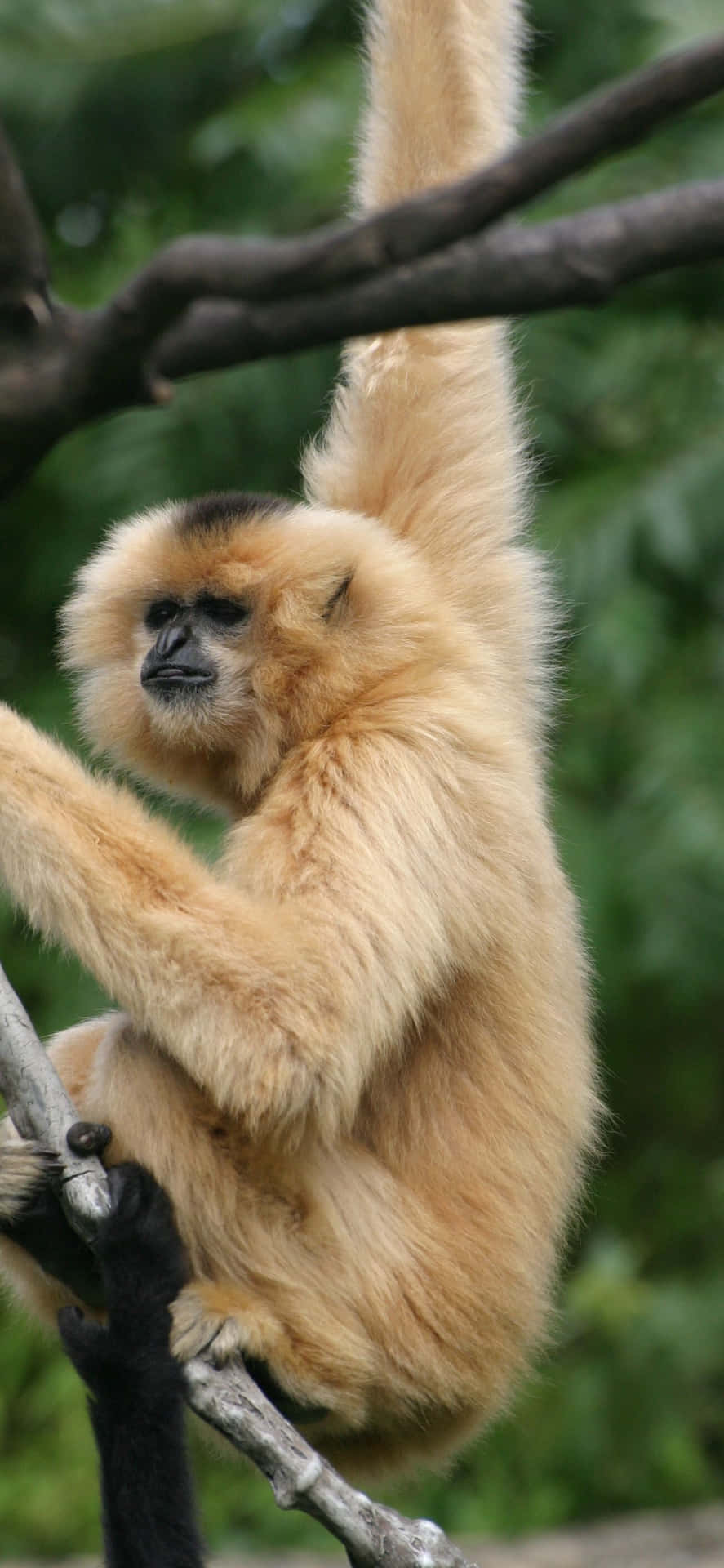 A wacky combination of an iPhone Xs Max with an adorable gibbon