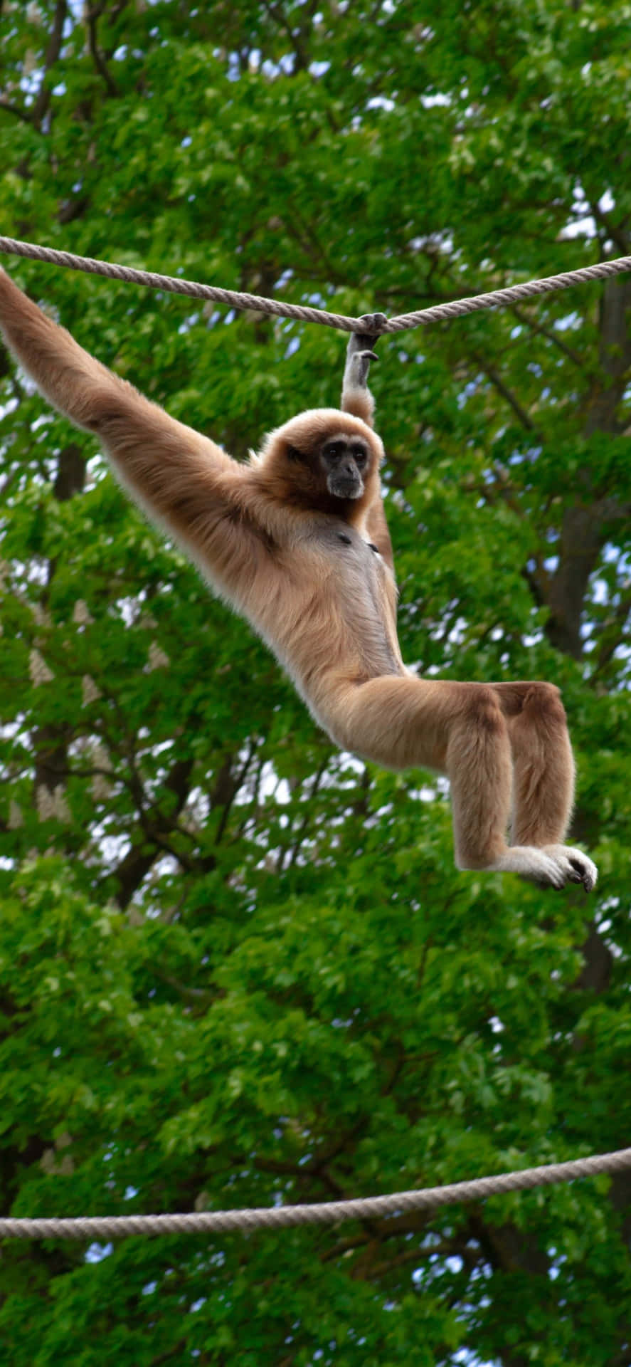 Get the new Iphone Xs Max Gibbon and join the future of tech.