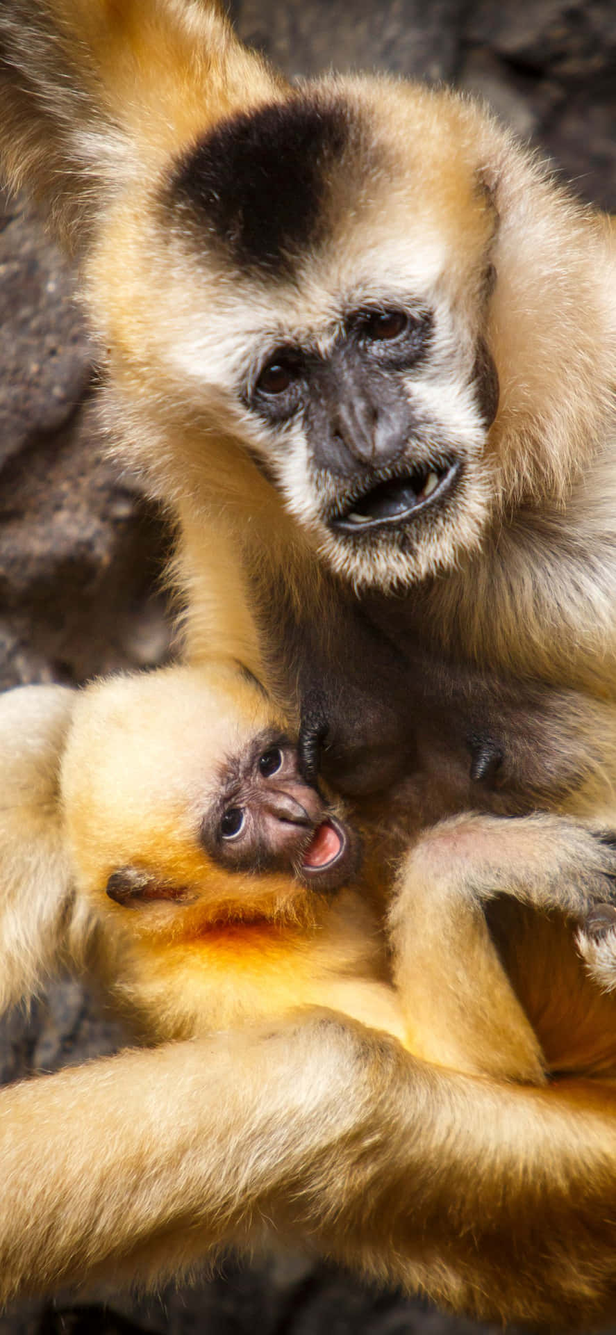 A close-up of the stunning Iphone Xs Max Gibbon in its full glory.