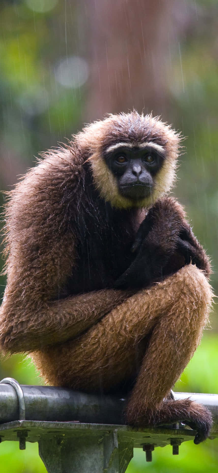 Say hello to the new Iphone Xs Max Gibbon