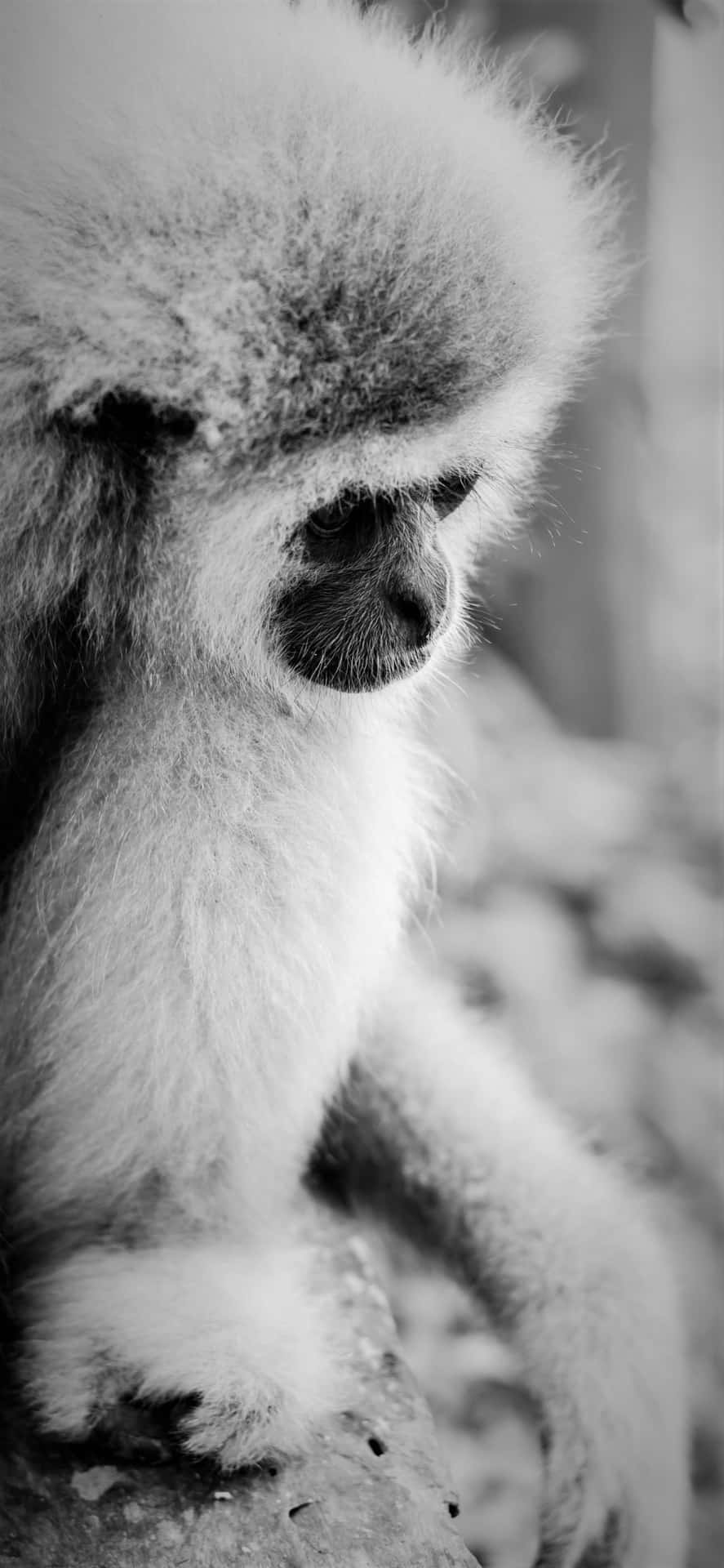 Closeup of the Apple Iphone Xs Max Gibbon