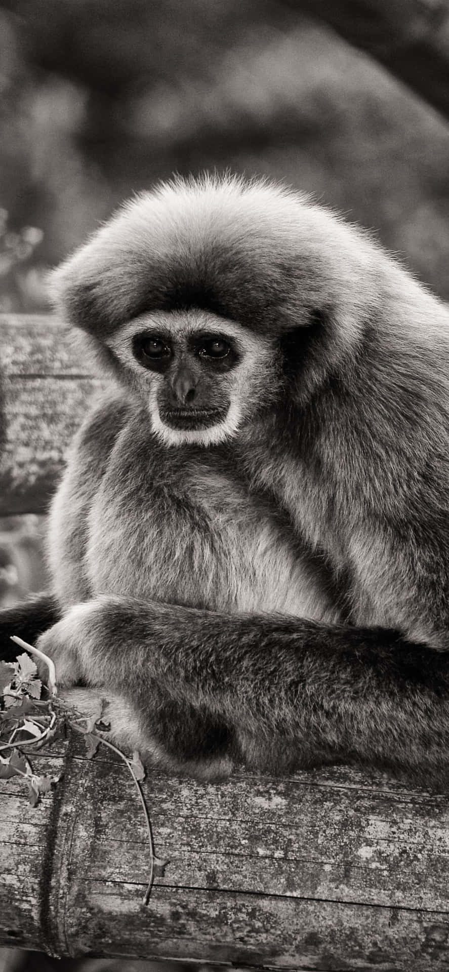 iPhone Xs Max with a bright orange gibbon on the background