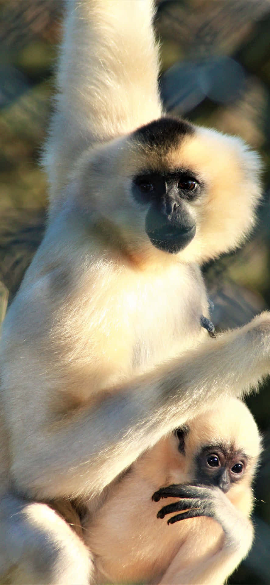 A Baby Gibbon Is Hanging On A Branch