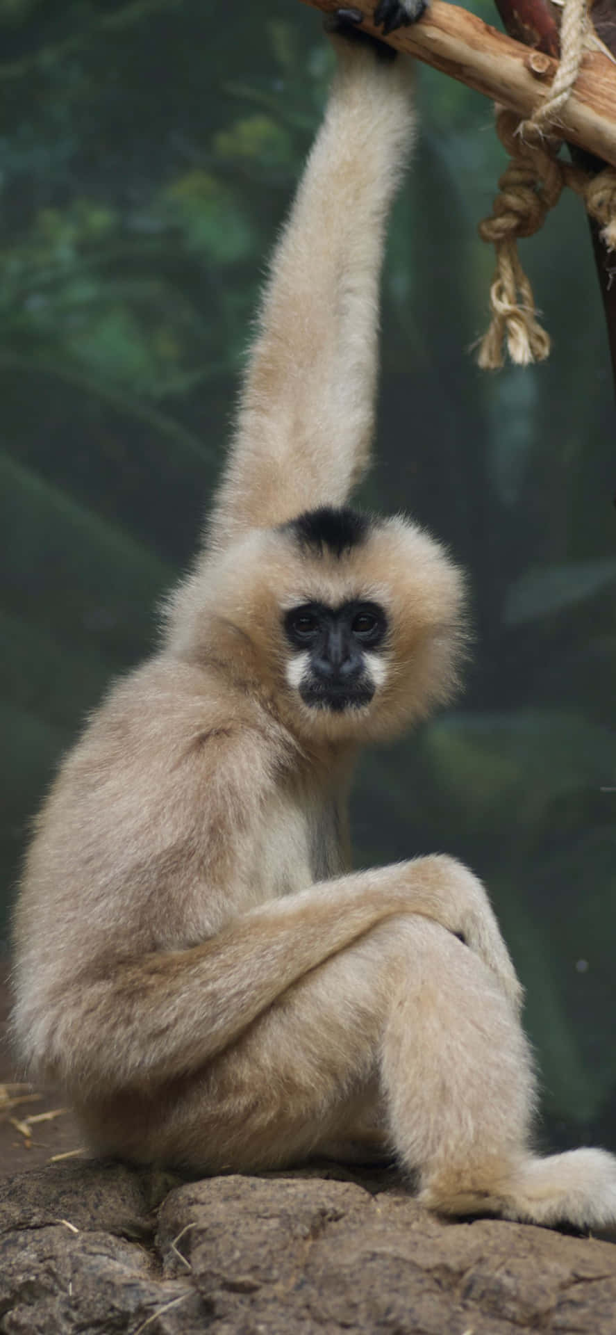 Get the latest technology with an Iphone Xs Max Gibbon