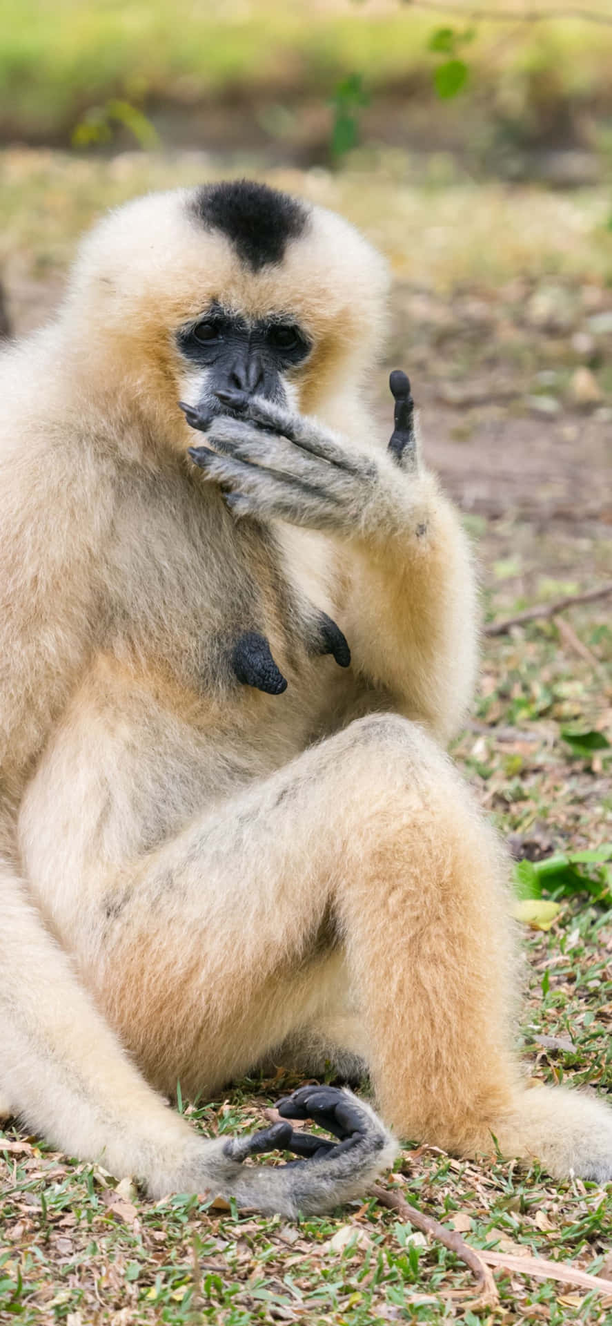 A Monkey Is Sitting On The Ground With Its Hands On Its Face