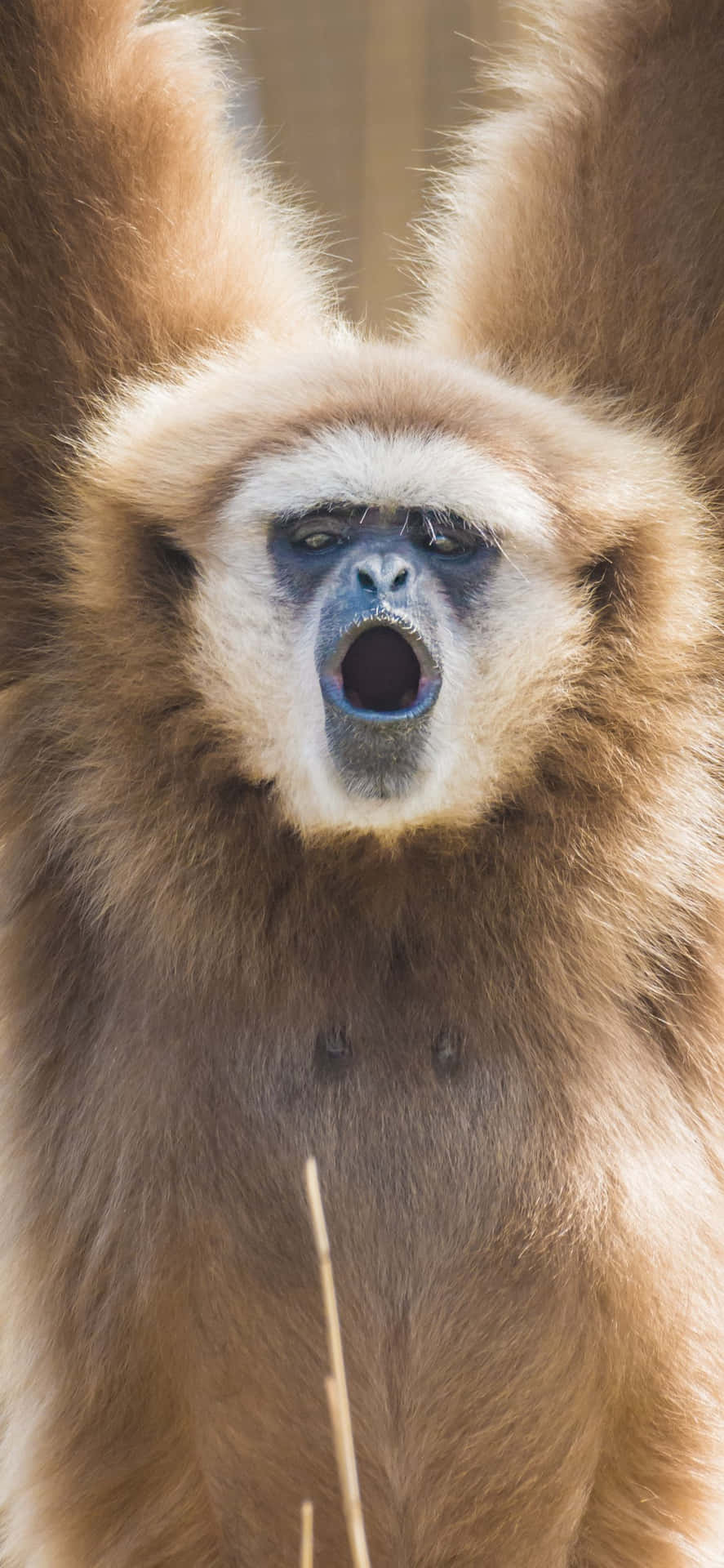 Embrace the new era of technology with the iPhone Xs Max Gibbon