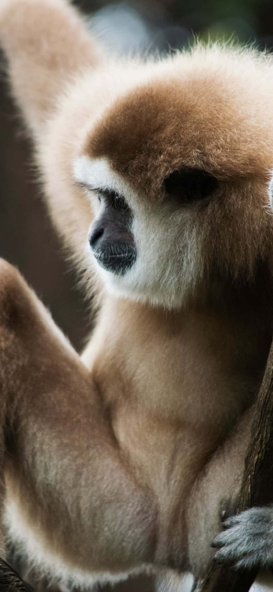 Get Inspired by iPhone Xs Max Gibbon