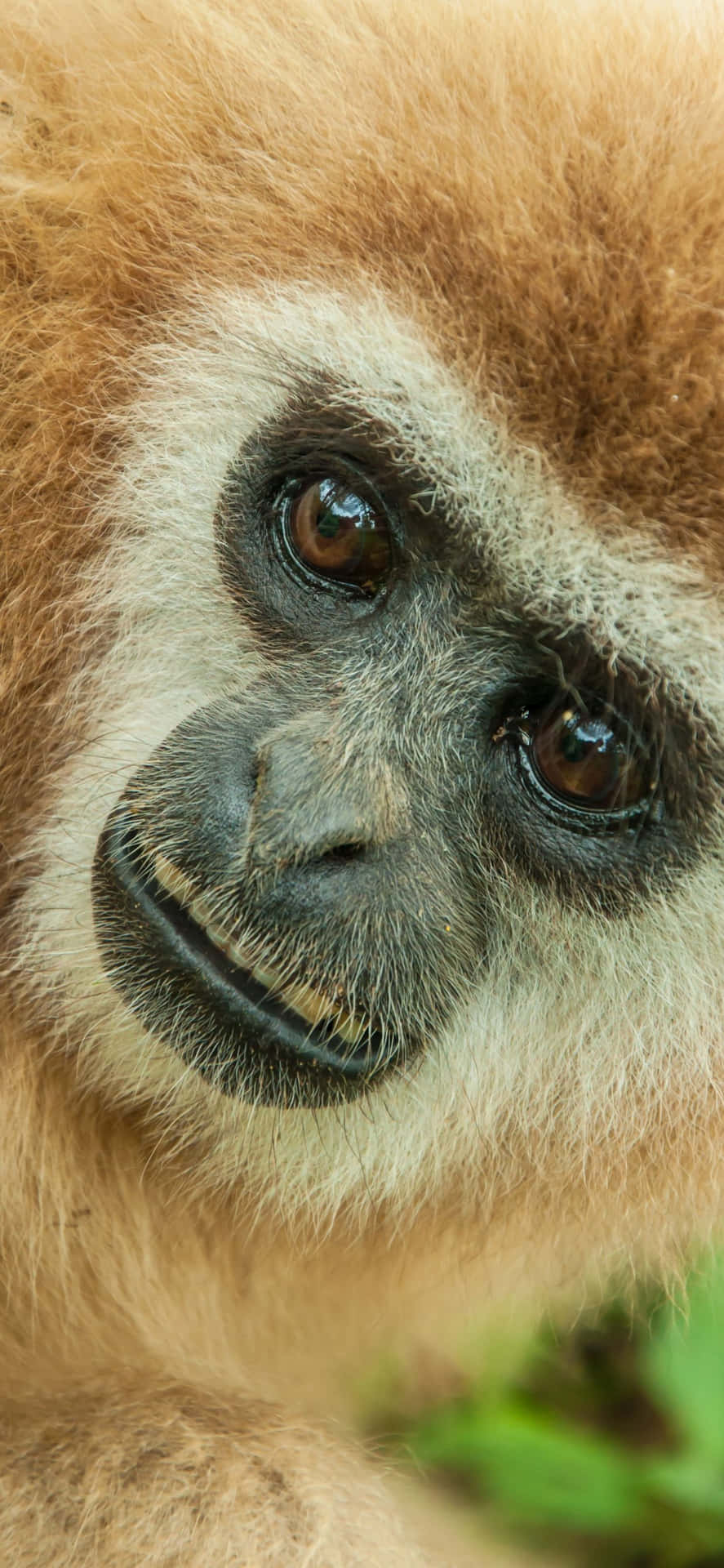 "Introducing the gorgeous new Iphone Xs Max Gibbon!"