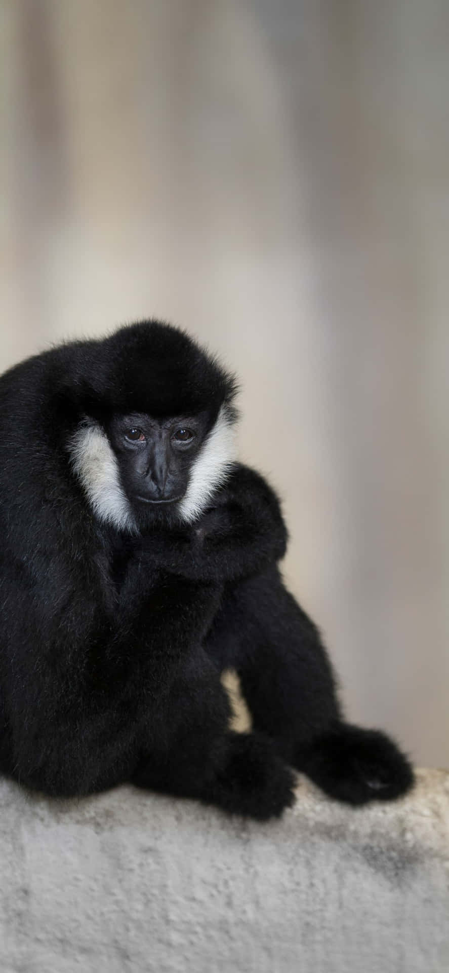 A Black And White Monkey Sitting On A Wall