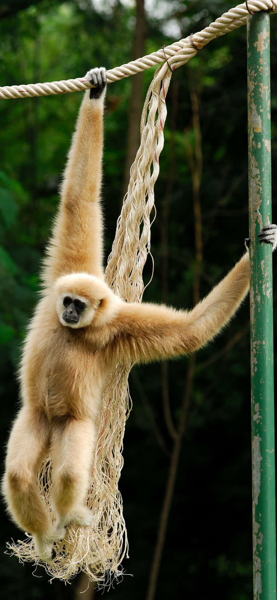 Stand Out From The Crowd With Iphone Xs Max Gibbon