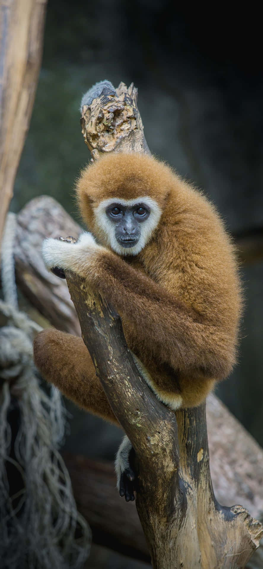 A Monkey Sitting On A Branch With A Branch