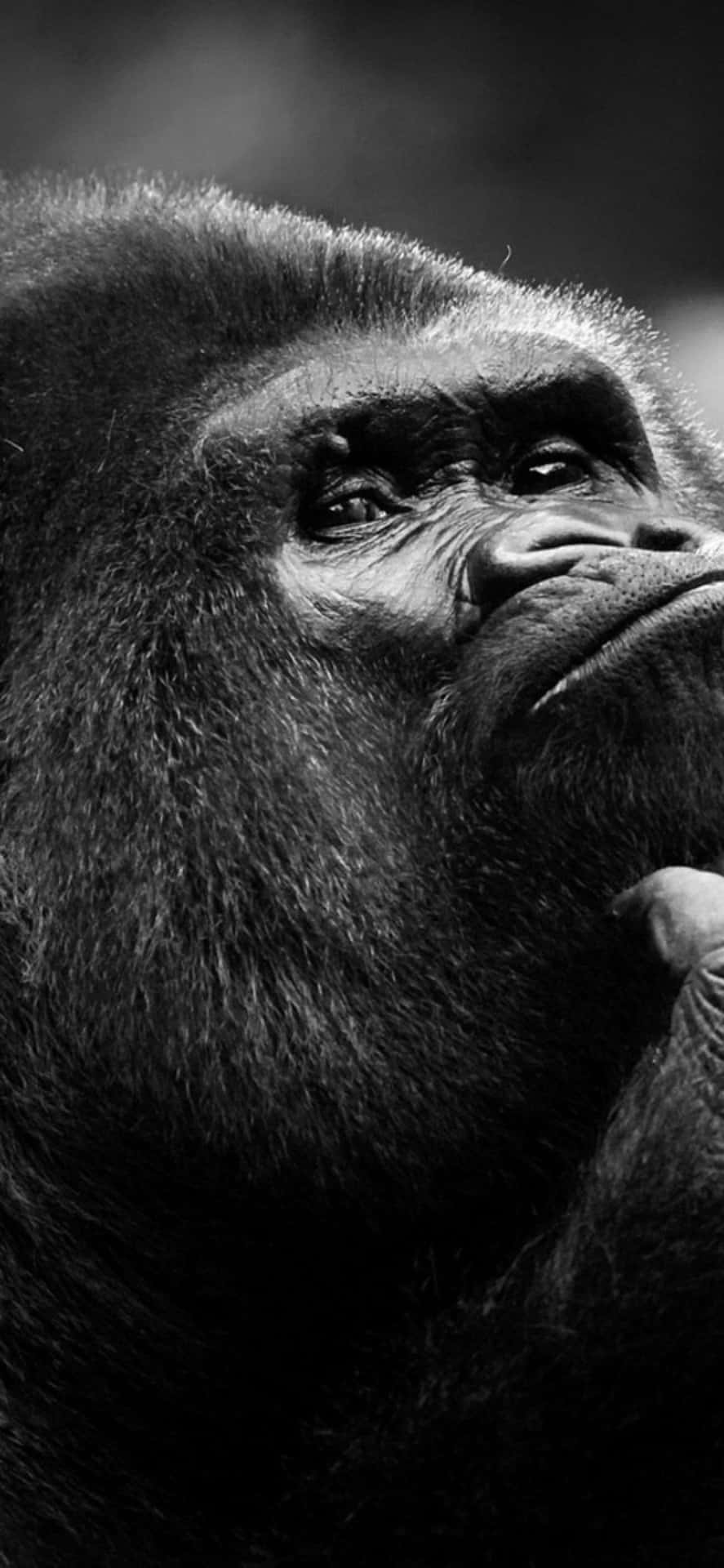 iPhone Xs Max Gorilla Background Grayscale Photograph