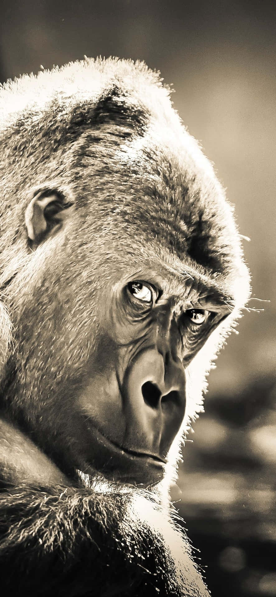 iPhone Xs Max Gorilla Background Candid Photograph